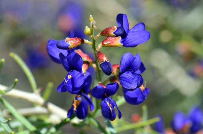 Schott's Dalea has showy indigo blue pea-like flowers that bloom from March to May. The type specimen of Psorothamnus schottii is from along the Colorado River (Schott). Psorothamnus schottii 